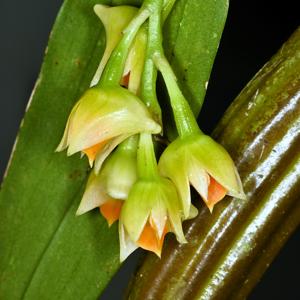 Dendrobium euryanthum
