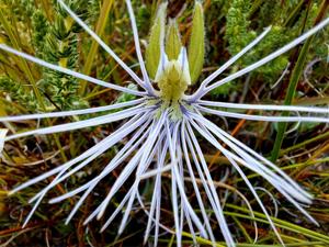 Holothrix burmanniana