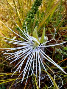 Holothrix burmanniana