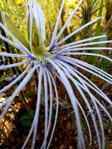 Holothrix burmanniana