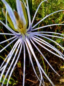 Holothrix burmanniana