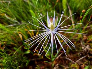 Holothrix burmanniana