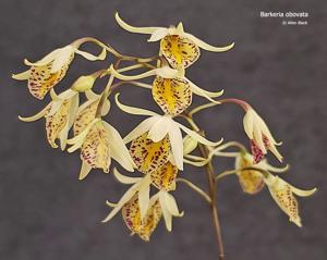 Barkeria obovata
