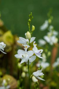 Calopogon tuberosus f. albiflorus