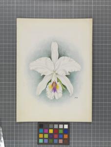 Cattleya labiata var. semialba