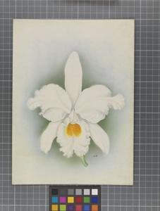 Cattleya labiata var. alba