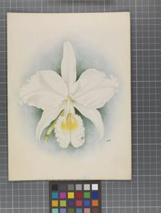 Cattleya labiata var. alba