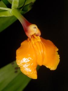 Epidendrum pseudepidendrum