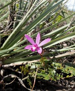 Cattleya pfisteri