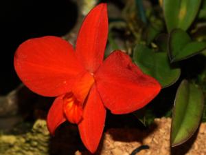 Cattleya mantiqueirae
