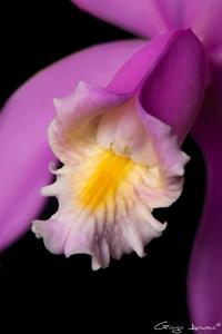 Cattleya harrisoniana