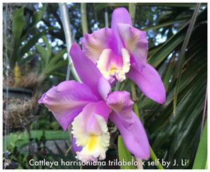 Cattleya harrisoniana