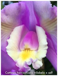 Cattleya harrisoniana