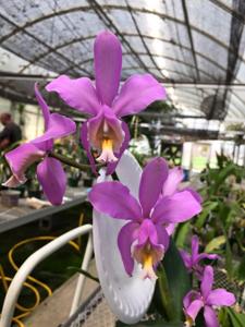 Cattleya harrisoniana