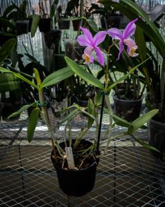 Cattleya harrisoniana