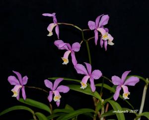 Cattleya harrisoniana