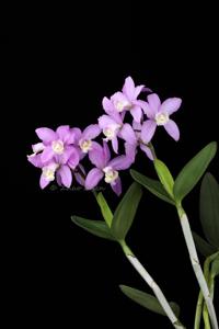 Cattleya harrisoniana