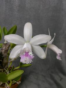 Cattleya intermedia f. amethystina