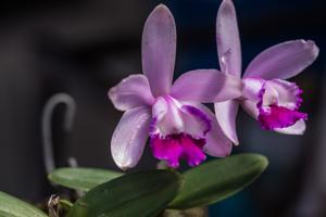 Cattleya intermedia