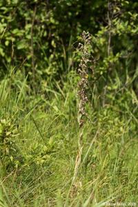 Himantoglossum adriaticum