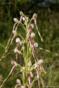 Himantoglossum adriaticum