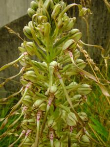 Himantoglossum hircinum
