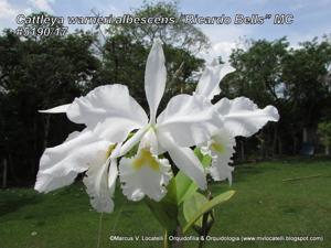 Cattleya warneri var. alba