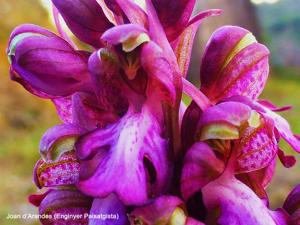 Himantoglossum robertianum