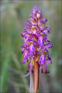 Himantoglossum robertianum