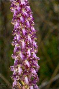 Himantoglossum robertianum