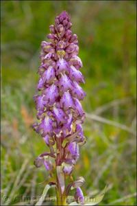 Himantoglossum robertianum