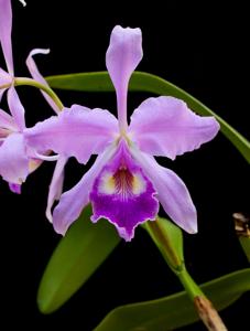 Cattleya warscewiczii var. sanderiana