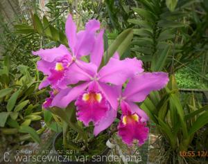 Cattleya warscewiczii var. sanderiana
