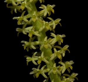 Hippeophyllum scortechinii