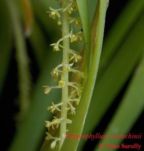Hippeophyllum scortechinii