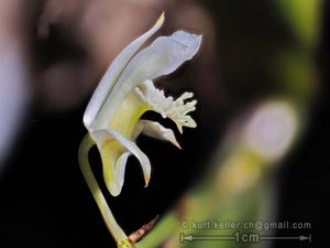 Dendrobium delacourii