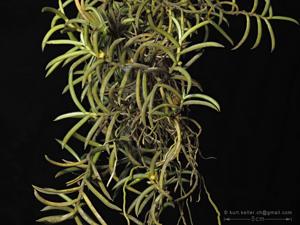 Adenoncos parviflora