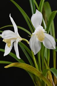 Cymbidium erythrostylum f. luteoalbum