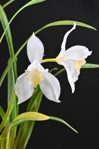 Cymbidium erythrostylum f. luteoalbum