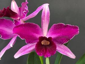 Cattleya purpurata f. rubra