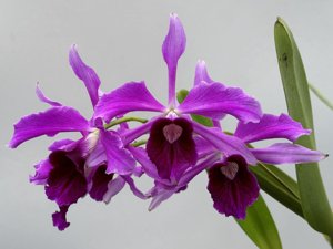 Cattleya purpurata f. sanguinea