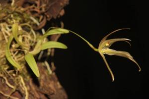 Homalopetalum pumilio