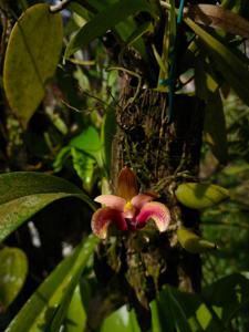Bulbophyllum lobbii subsp. breviflorum