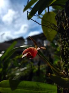 Bulbophyllum lobbii subsp. breviflorum