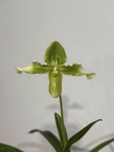 Paphiopedilum esquirolii