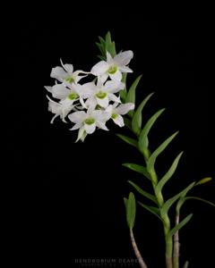 Dendrobium dearei