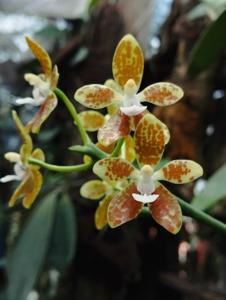 Phalaenopsis viridis