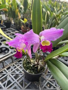 Cattleya wallisii