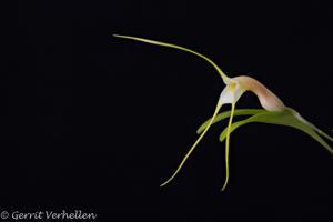 Masdevallia constricta
