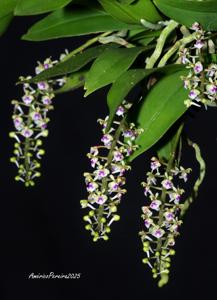 Saccolabiopsis pusilla